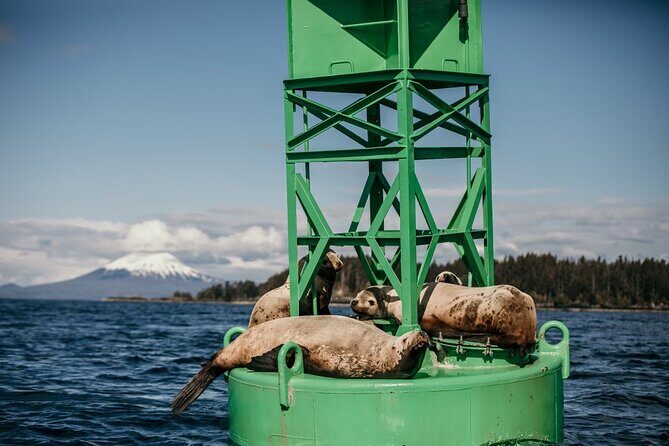 2 Hour Private Marine Wildlife Tour - A Close-Up Look at the 2-Hour Private Marine Wildlife Tour in Sitka