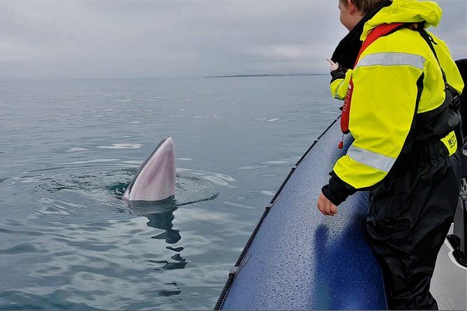 2-Hour RIB Boat Whale Watching Tour from Reykjavik - Detailed Review: What to Expect from the 2-Hour RIB Whale Watching Tour