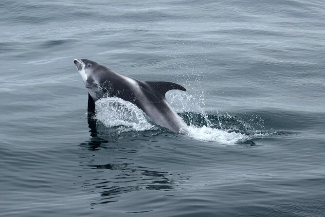 2-Hour RIB Boat Whale Watching Tour from Reykjavik - FAQ