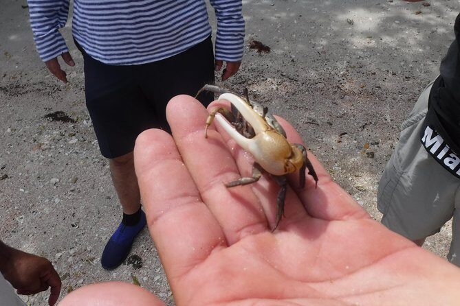 2-hour Shelling Boat Tour in the 10,000 Islands - FAQ
