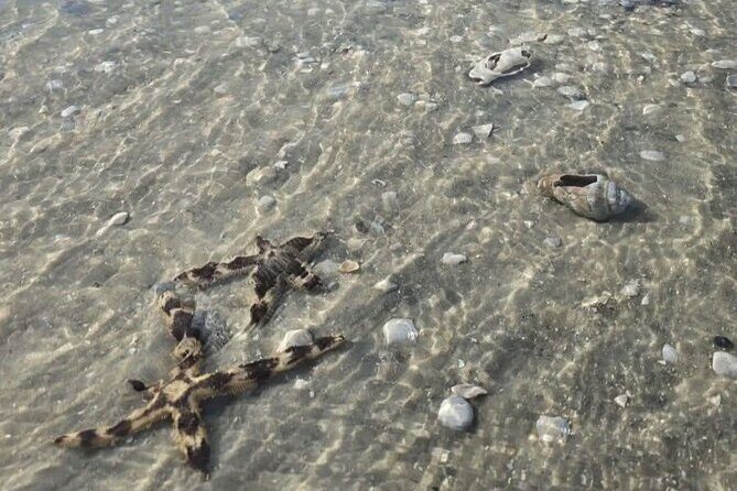 2 Hour Snorkeling and Dolphin Tour - What the Reviews Reveal