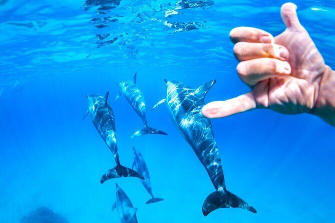 2 Hour Snorkeling and Dolphin Tour - Is This Tour Right for You?
