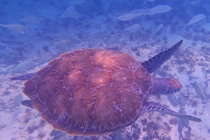 2-Hour Snorkeling in Two Spots of Tulum's Reef - FAQ