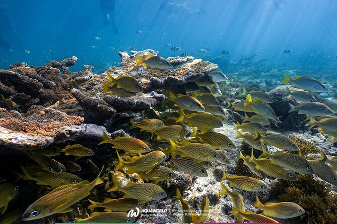 2-Hour Snorkeling Paradise Reef in Cancún Underwater Museum - Why This Tour Offers Good Value