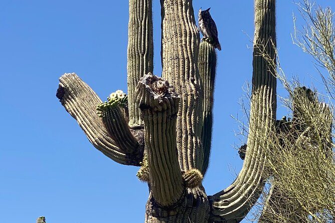 2 Hour Sonoran Desert Private Guided Mountain Bike Tour - Who Will Love This Tour?