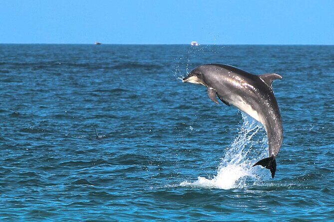 2 Hour Sunset Dolphin Watching Shared Tour in luxury boat - FAQ