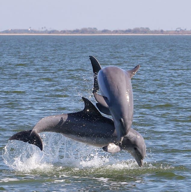 2 Hour Tiki Dolphin Sightseeing Tour in Cocoa Beach - Practical considerations