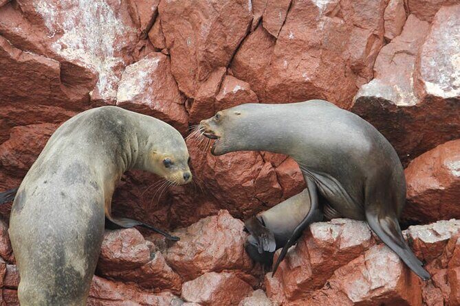 2-Hour Tour to the Ballestas Islands from Puerto San Martín - Detailed Review: Why This Tour Stands Out
