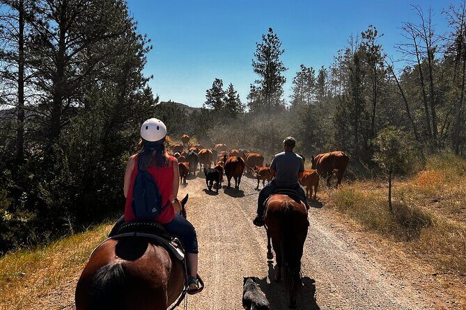 2 Hour Trail Ride in Montana Ranch Country - Key Points