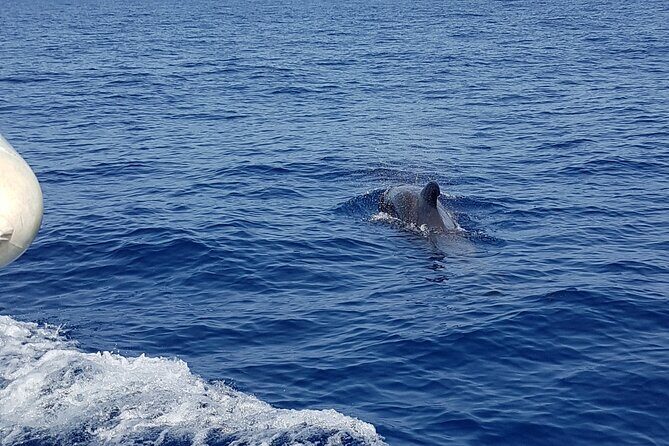 2 hour trip to see whales dolphins puerto colon adeje - Frequently Asked Questions