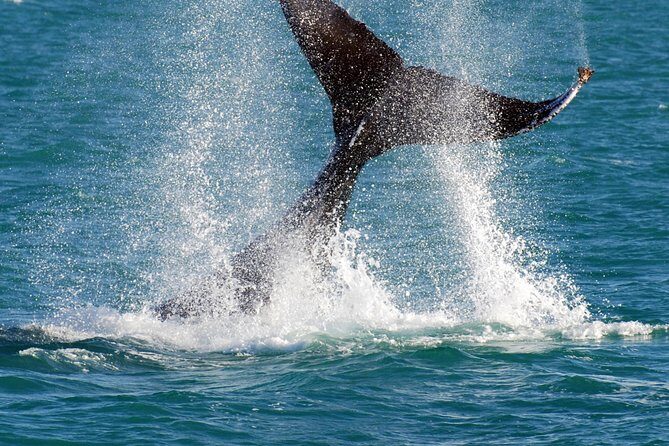 2 Hour Whale-Watching Cruise from Hillarys Boat Harbour - The Experience in Detail