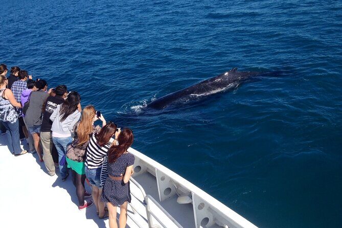 2 Hour Whale-Watching Cruise from Hillarys Boat Harbour - Concluding Thoughts