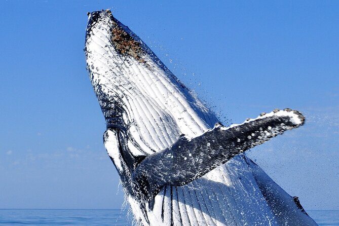 2 hour whale watching experience departing Hillarys Boat Harbour - A Close-Up with Nature: The 2-Hour Whale Watching Tour from Hillarys Boat Harbour