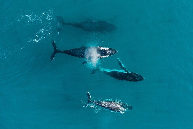 2 hour whale watching experience departing Hillarys Boat Harbour - Key Points