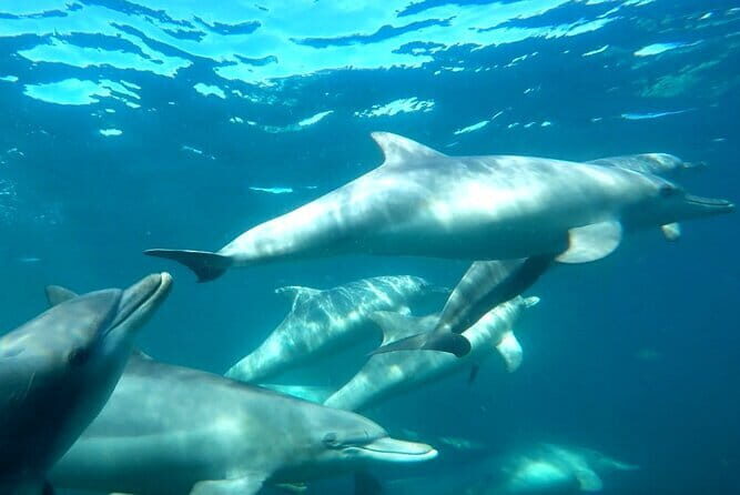 2 hour whale watching experience departing Hillarys Boat Harbour - Final Thoughts
