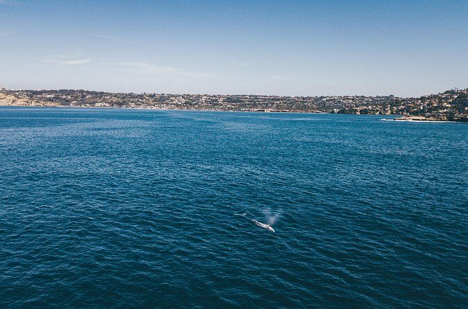 2 Hour Whale Watching Kayak Tour for Two - FAQ