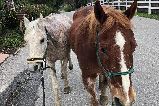 2 Hour Wildflower Horseback Trail Ride experience in Agoura Hills - FAQ