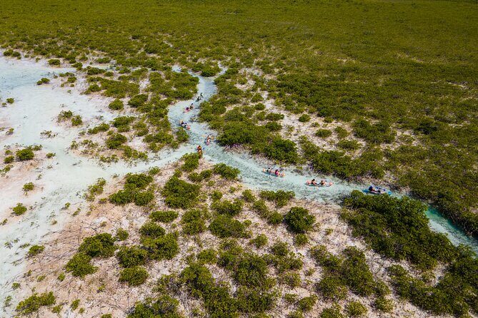 2 Hours Clear Kayaking Activity on Mangrove Cay - A Balanced Perspective