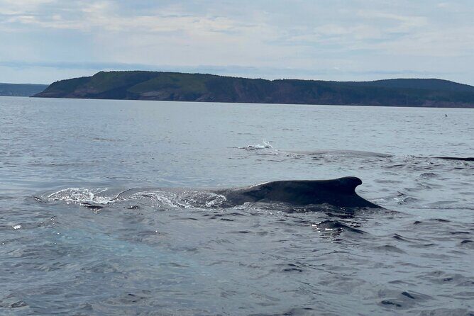 2 Hours Guided Whale and Bird Boat Tour in Bay Bulls - Setting the Scene: What to Expect from the Itinerary