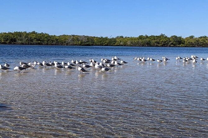 2 Hours Kayak Eco Tour in Tarpon Springs - The Experience Beyond the Water