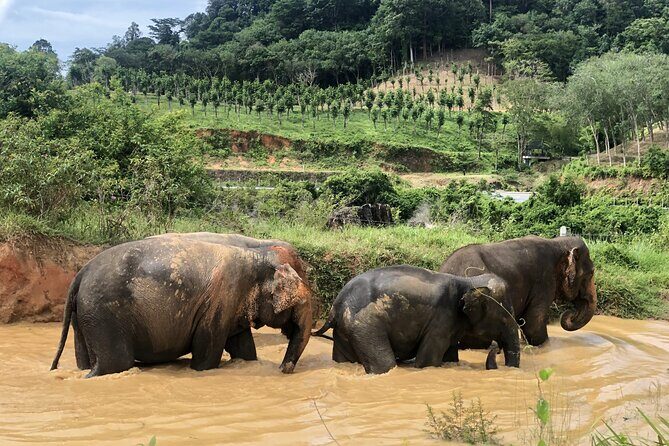 2 Hours Phuket Ethical Elephant Nature Park Visit - Detailed Review of the Phuket Ethical Elephant Nature Park Experience