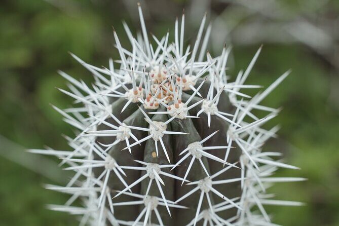 2 Hours Private Chauffeur Driven Car Minibus for 1 to 12 persons - Discovering Bonaire in Style and Comfort