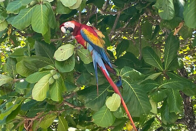 2 Hours Private Guided Hiking Experience to El Miro in Jaco - Exploring El Miro: A 2-Hour Guided Hike Near Jaco