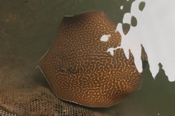 2 Hours Private Mangrove Tour Langkawi - FAQ