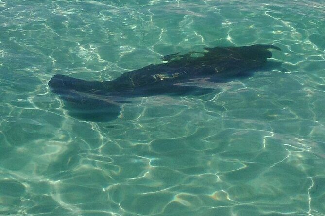 2 Hours Swim with the Dolphins in Panama City - An In-Depth Look at the Experience