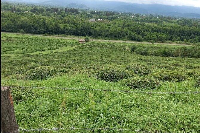 2 Hours Tea House and Tea Garden Trip in Ozurgeti Georgia - FAQs