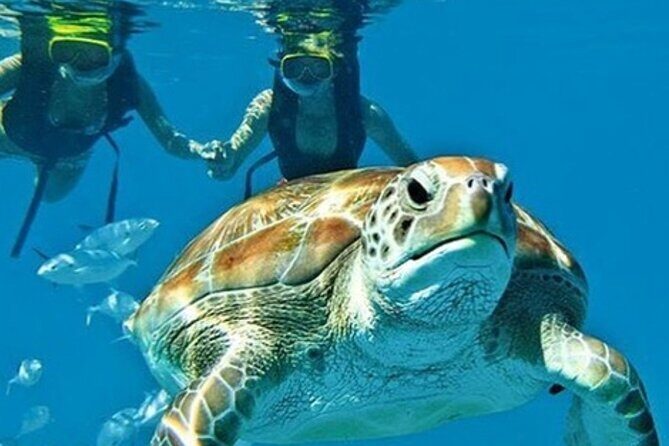 2 Hours Turtle Feeding, Shipwreck & Reef Snorkeling Tour Barbados - Starting Point and Overall Layout