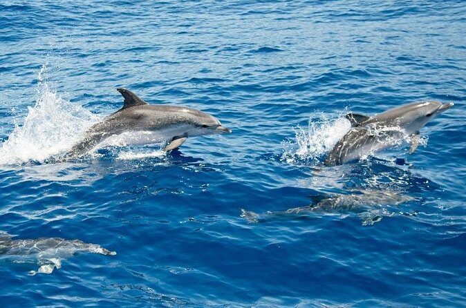 2 HR Dolphin Tour in North Myrtle Beach - FAQ: Your Questions Answered