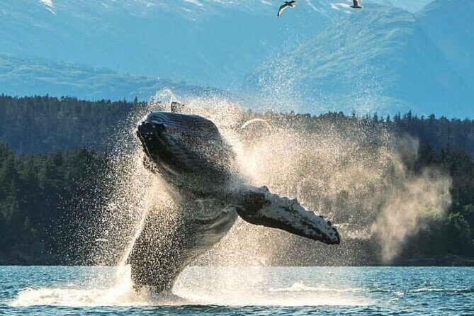 2 hr Private Custom Tour of Ketchikan (4 people) Wildlife + More - The Details of This Ketchikan Adventure