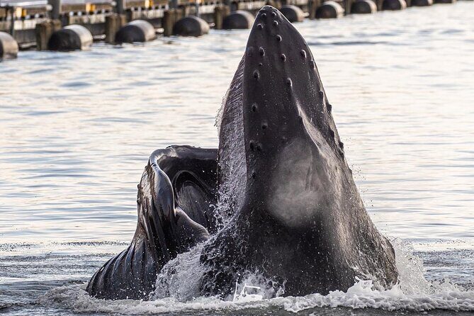 2 hr Private Custom Tour of Ketchikan (4 people) Wildlife + More - Analyzing the Cost: Is It Worth $600?