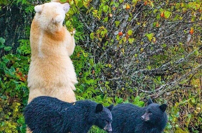 2 hr Private Custom Tour of Ketchikan (4 people) Wildlife + More - Who Should Book This Tour?