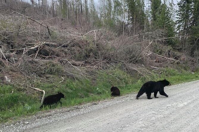 2 hr Private Custom Tour of Ketchikan (4 people) Wildlife + More - Frequently Asked Questions (FAQs)