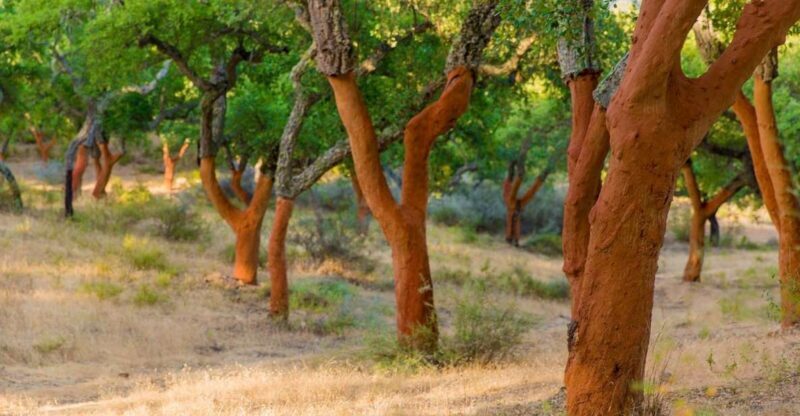 2 hr Walk in the Cork Forest - Exploring Portugal’s Cork Forest: A 2-Hour Walk