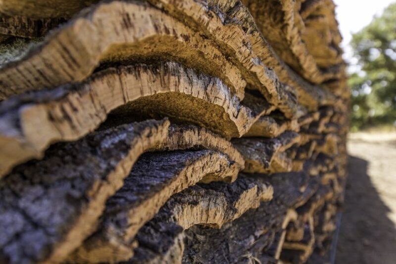 2 hr Walk in the Cork Forest - Analyzing the Value