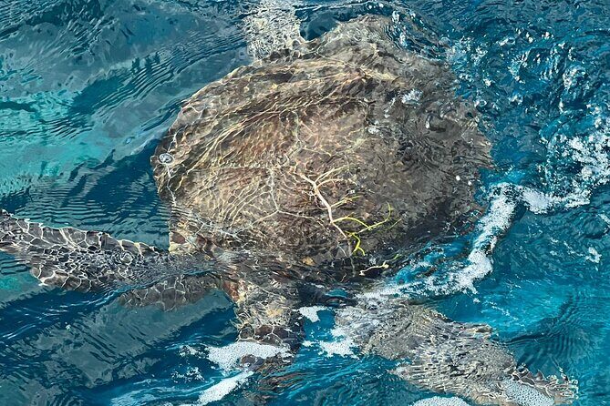 2 Location Snorkel Tour - Gear Included, 65 minutes per location - Frequently Asked Questions