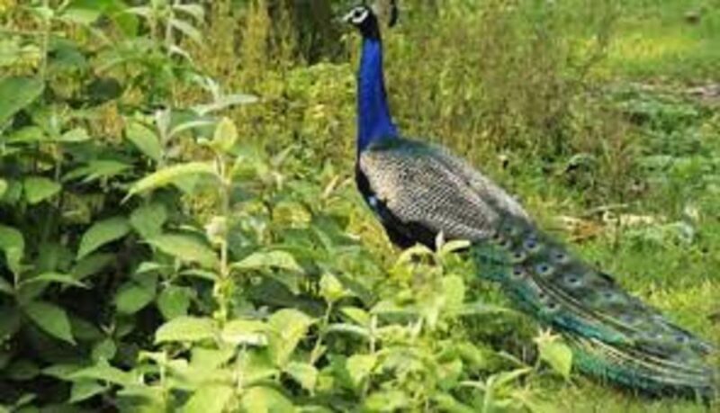 2 N 3 Days Chitwan tour package from Pokhara or Kathmandu - Discover the Wilderness and Culture of Chitwan in 3 Days