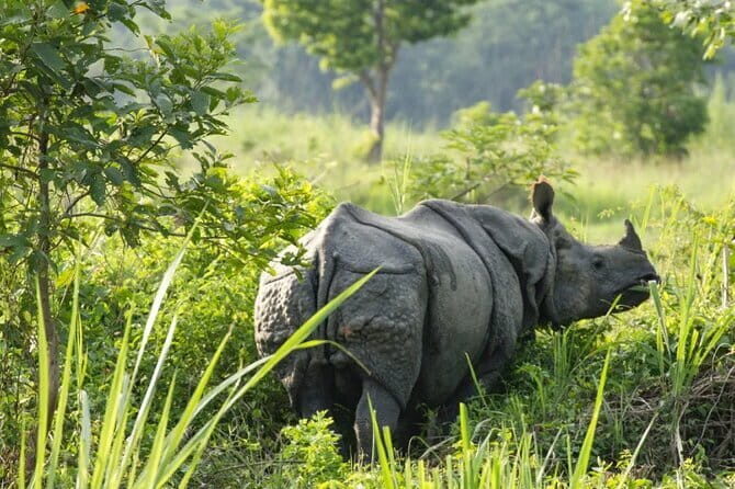 2 Night 3 Day Chitwan Jungle Safari Tour from Pokhara - Final Thoughts