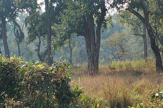 2 Night 3 Days Chitwan Jungle Safari Tour from Kathmandu - An Authentic Jungle Safari in Nepal: The 2 Night 3 Days Chitwan Experience