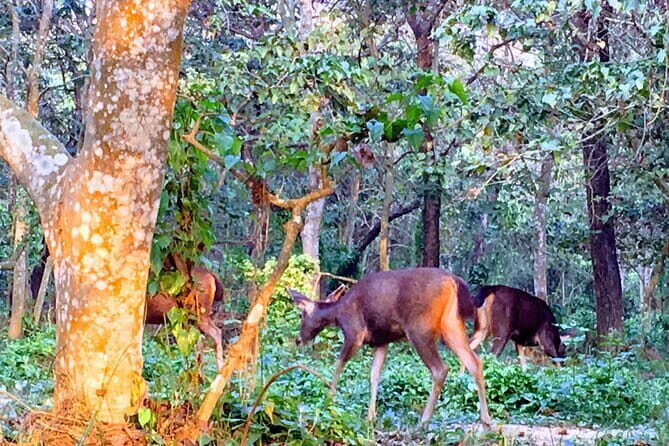 2 Night 3 Days Chitwan Jungle Safari Tour from Kathmandu - Key Points