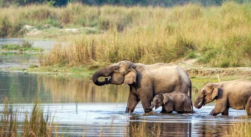 2 Night 3 Days Chitwan National Park/From Kathmandu/Pokhra - Key Points