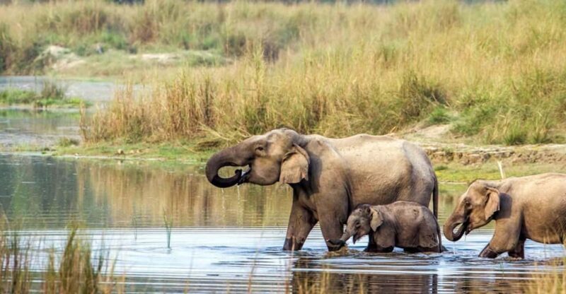 2 Night 3 Days Chitwan National Park/From Kathmandu/Pokhra - The Complete Experience: What You Can Expect