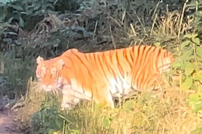 2 Nights 3 Days Chitwan National Park Package with Jeep Safari - Key Points