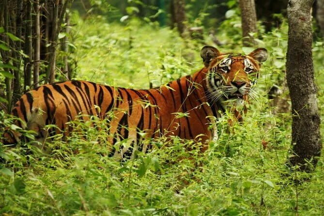 2 Nights 3 Days Chitwan National Park Package with Jeep Safari - FAQ