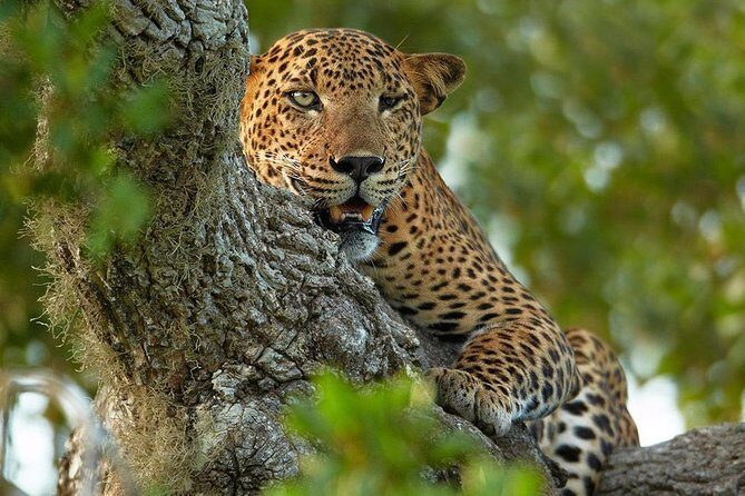 2 Nights All Inclusive Luxury Camping in Yala with Return transfers - The Ultimate Yala Wildlife Escape: Luxury Camping with All-Inclusive Comfort