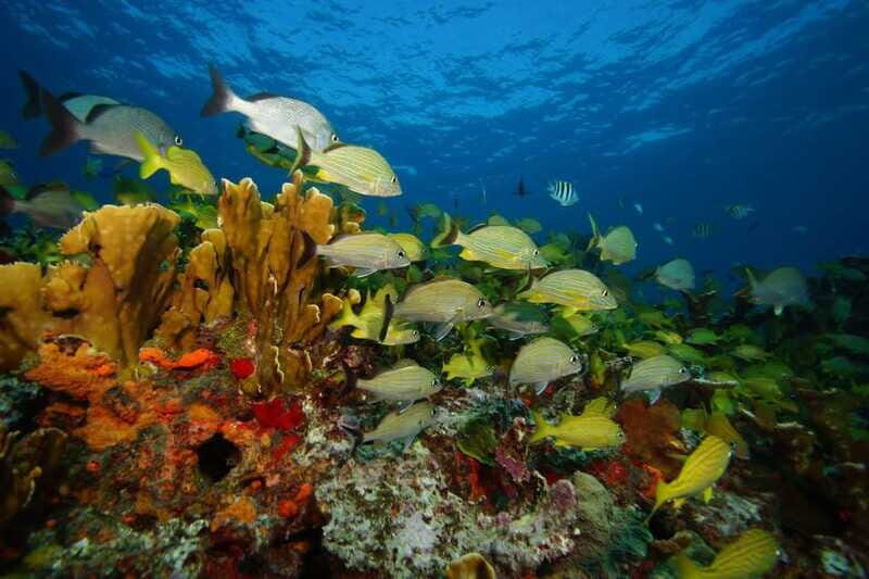 2 Ocean Dives: MUSA Underwater Museum and Manchones Reef - Who Should Consider This Tour?
