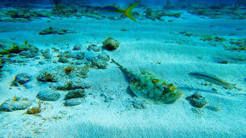 2 Ocean Dives: MUSA Underwater Museum and Manchones Reef - The Sum Up